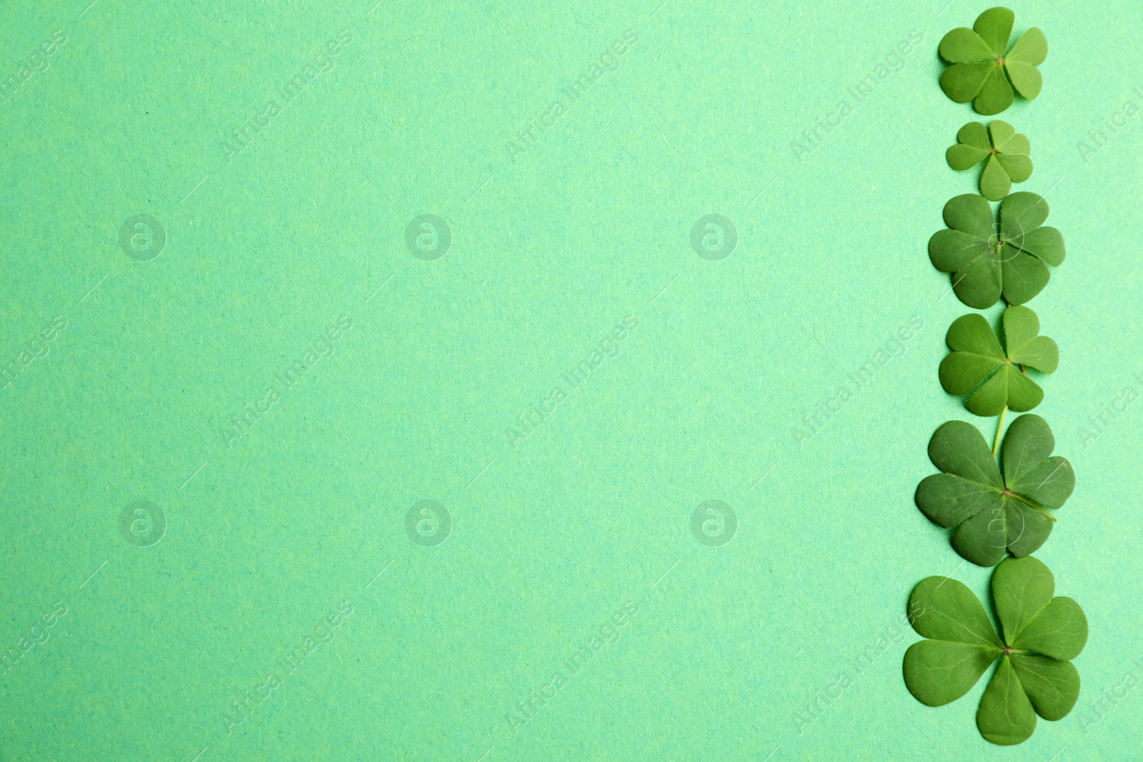 Photo of Clover leaves on green background, flat lay with space for text. St. Patrick's Day symbol