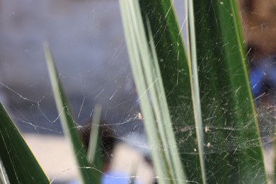 Photo of Cobweb on plant with green leaves outdoors, closeup