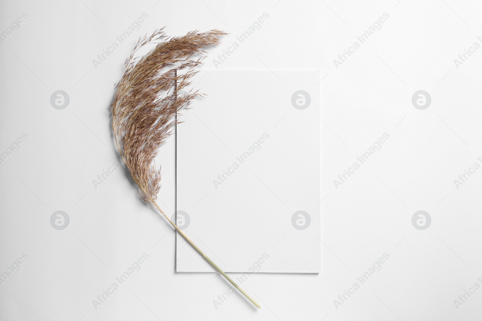 Photo of Empty sheet of paper and dry decorative spike on white background, flat lay. Mockup for design