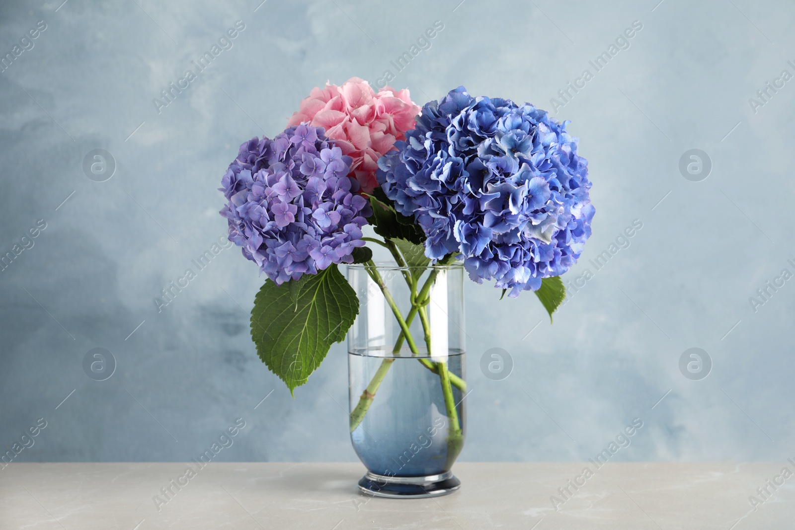 Photo of Vase with beautiful hortensia flowers on light table against color background