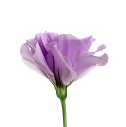 Photo of Beautiful Eustoma flower on white background