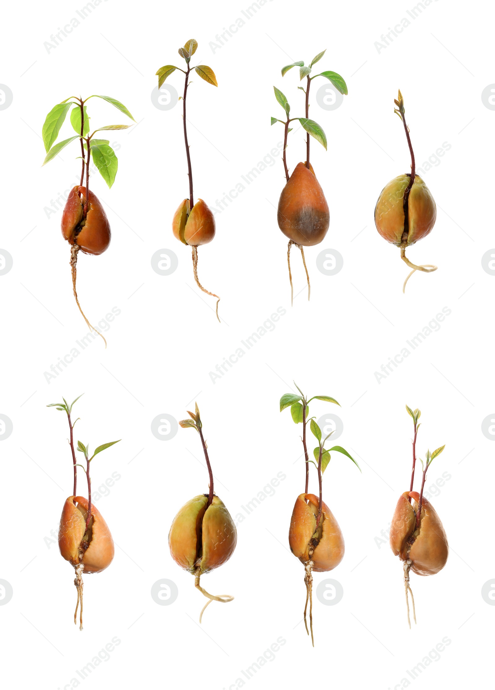 Image of Set of avocado pits with sprouts on white background