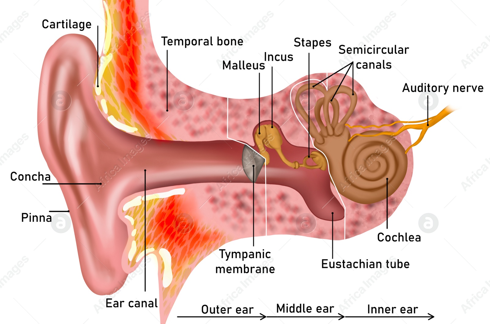Illustration of Anatomy of human ear on white background. Illustration