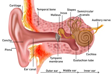 Illustration of Anatomy of human ear on white background. Illustration