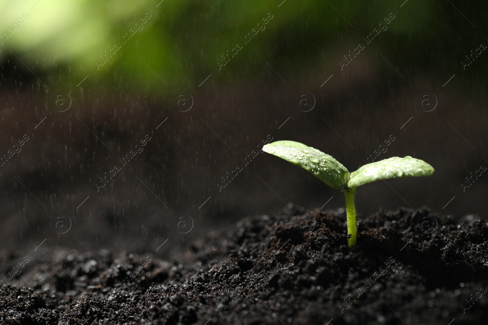 Photo of Young seedling in fertile soil under rain. Space for text