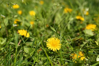 Many beautiful yellow dandelion flowers growing outdoors