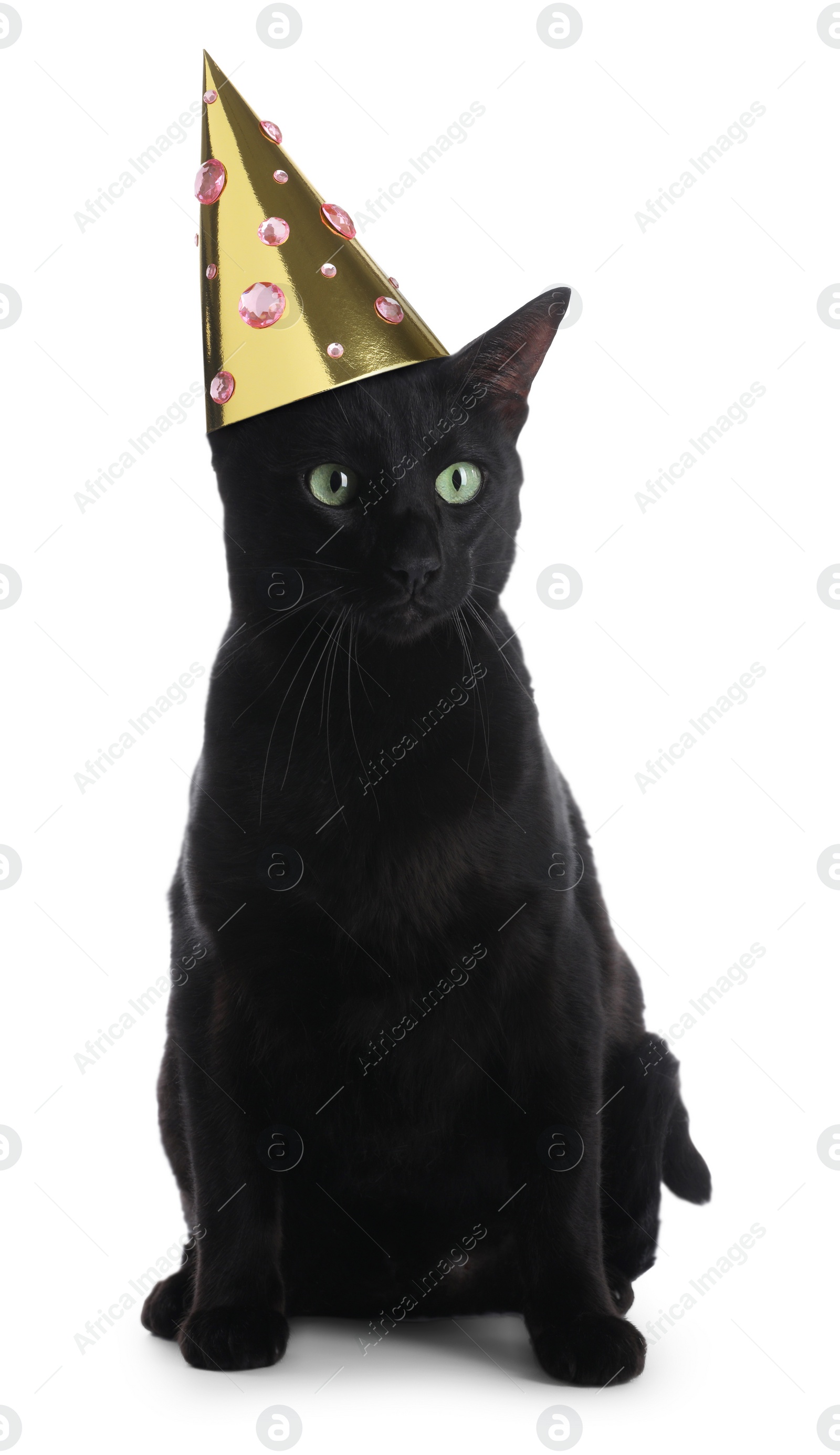 Image of Cute black cat with party hat on white background