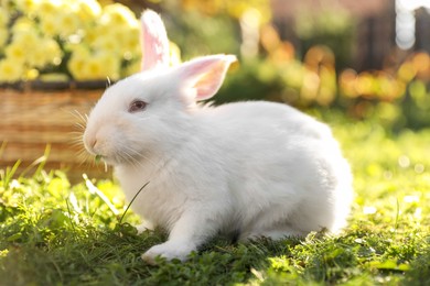 Photo of Cute white rabbit near wicker basket with flowers on grass outdoors