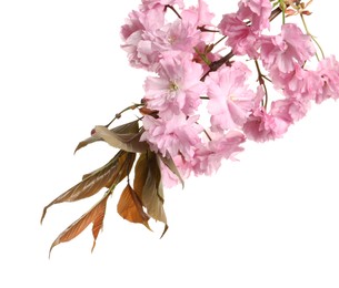 Photo of Beautiful sakura tree branch with pink flowers isolated on white