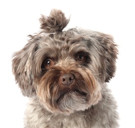 Photo of Cute Maltipoo dog on white background. Lovely pet