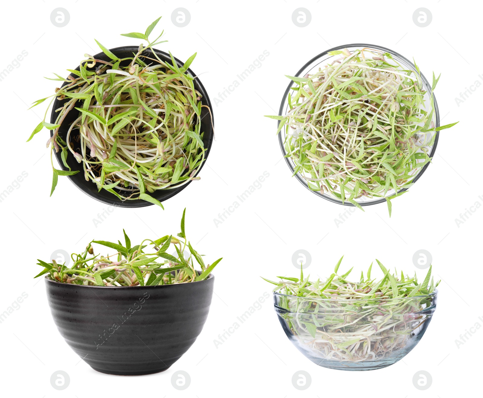 Image of Many mung bean sprouts in bowls on white background, top and side views