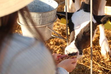 Photo of Young woman feeding little calf with hay on farm, closeup. Animal husbandry