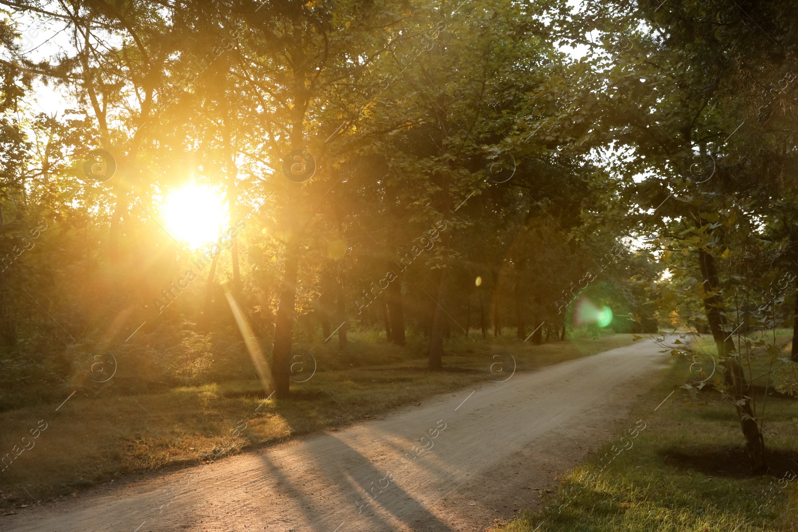 Photo of Pathway in park with green trees on sunny day