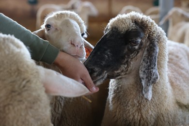 Man feeding sheep on farm, closeup. Cute animals
