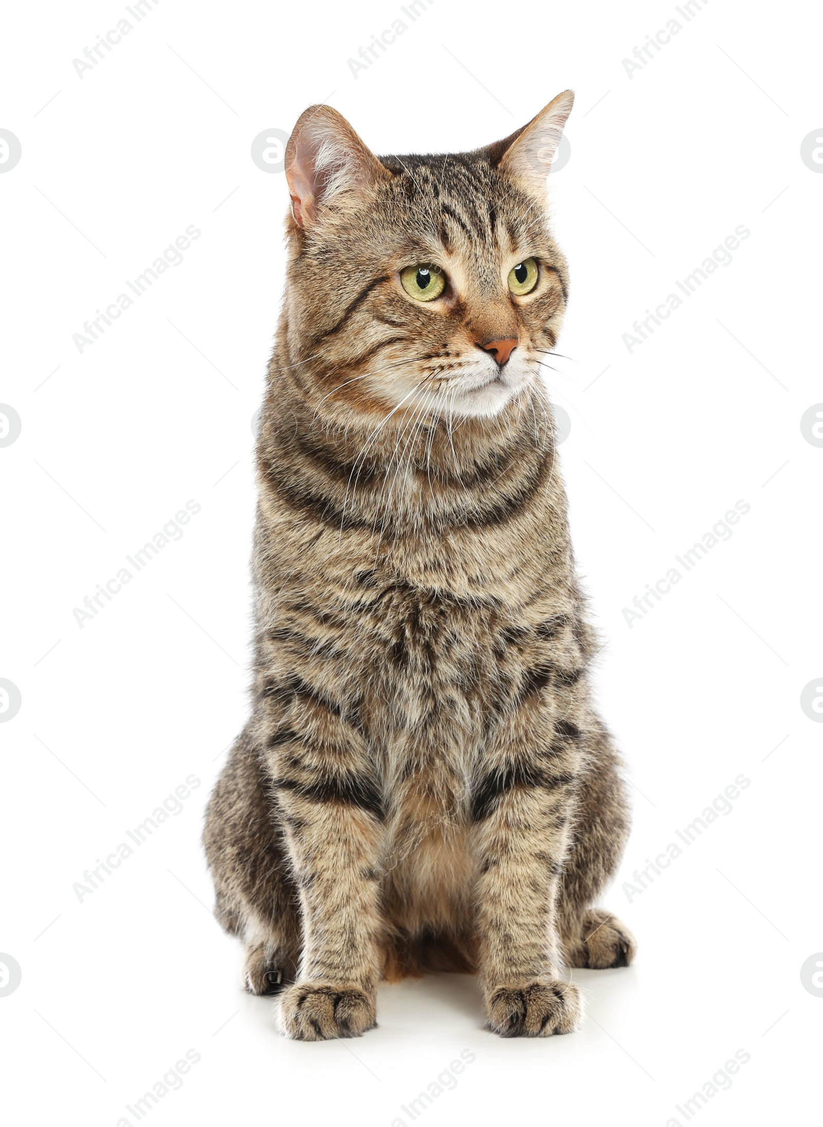 Photo of Cute tabby cat isolated on white. Friendly pet