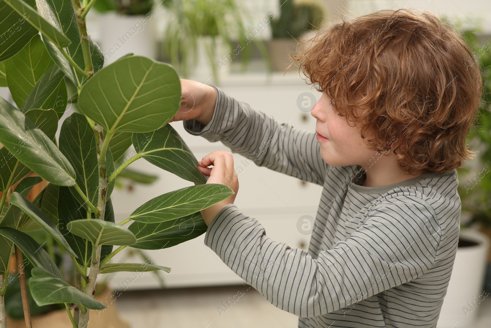 Photo of Cute little boy taking care of beautiful green plant at home. House decor