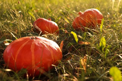 Photo of Many ripe orange pumpkins among green grass outdoors