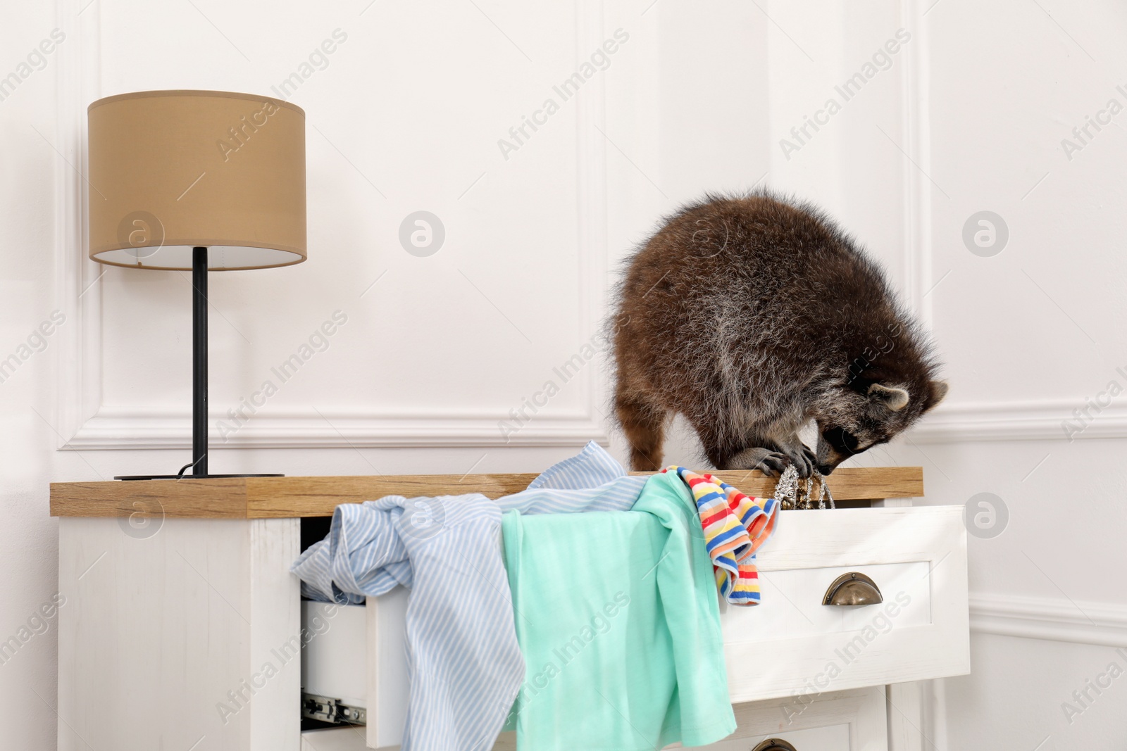 Photo of Cute mischievous raccoon playing with clothes on dresser indoors