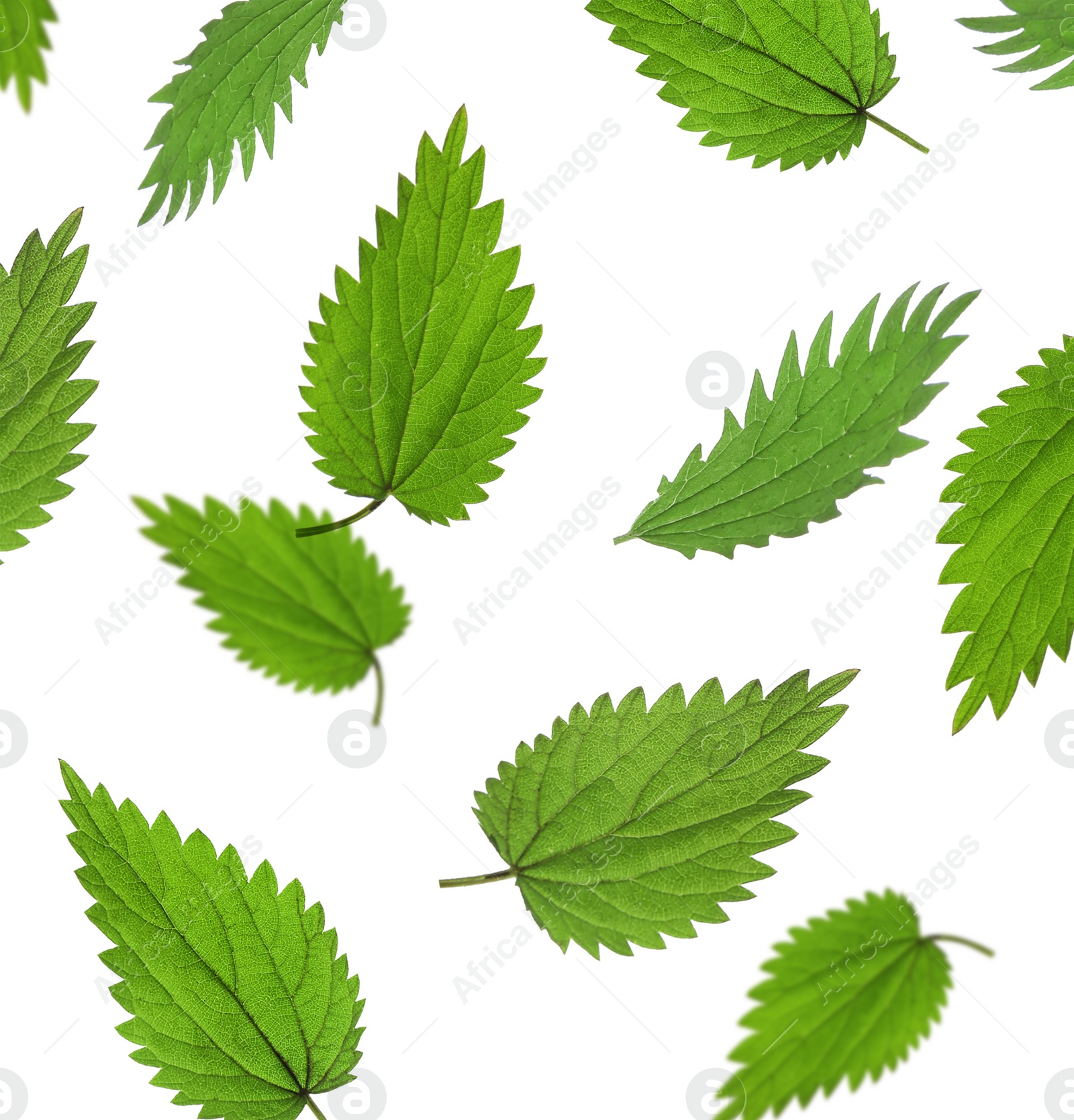 Image of Fresh stinging nettle leaves falling on white background 