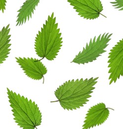 Fresh stinging nettle leaves falling on white background 