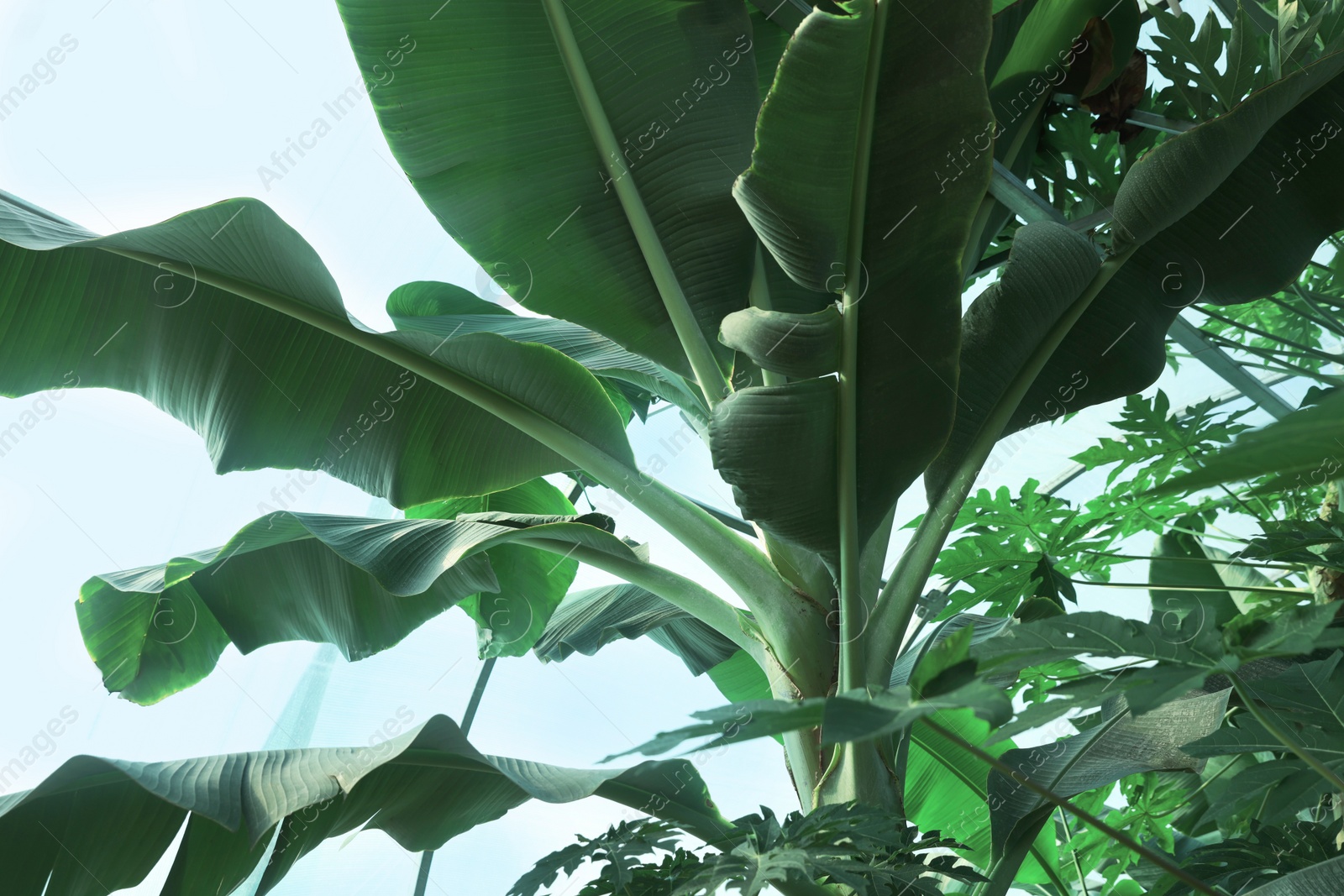 Photo of Banana tree with green leaves growing outdoors, bottom view