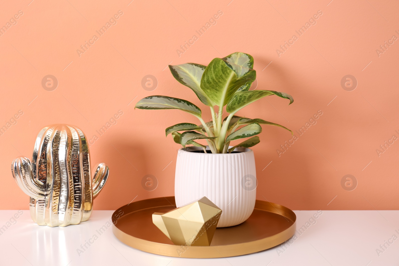 Photo of Beautiful houseplant on white table near orange coral  wall