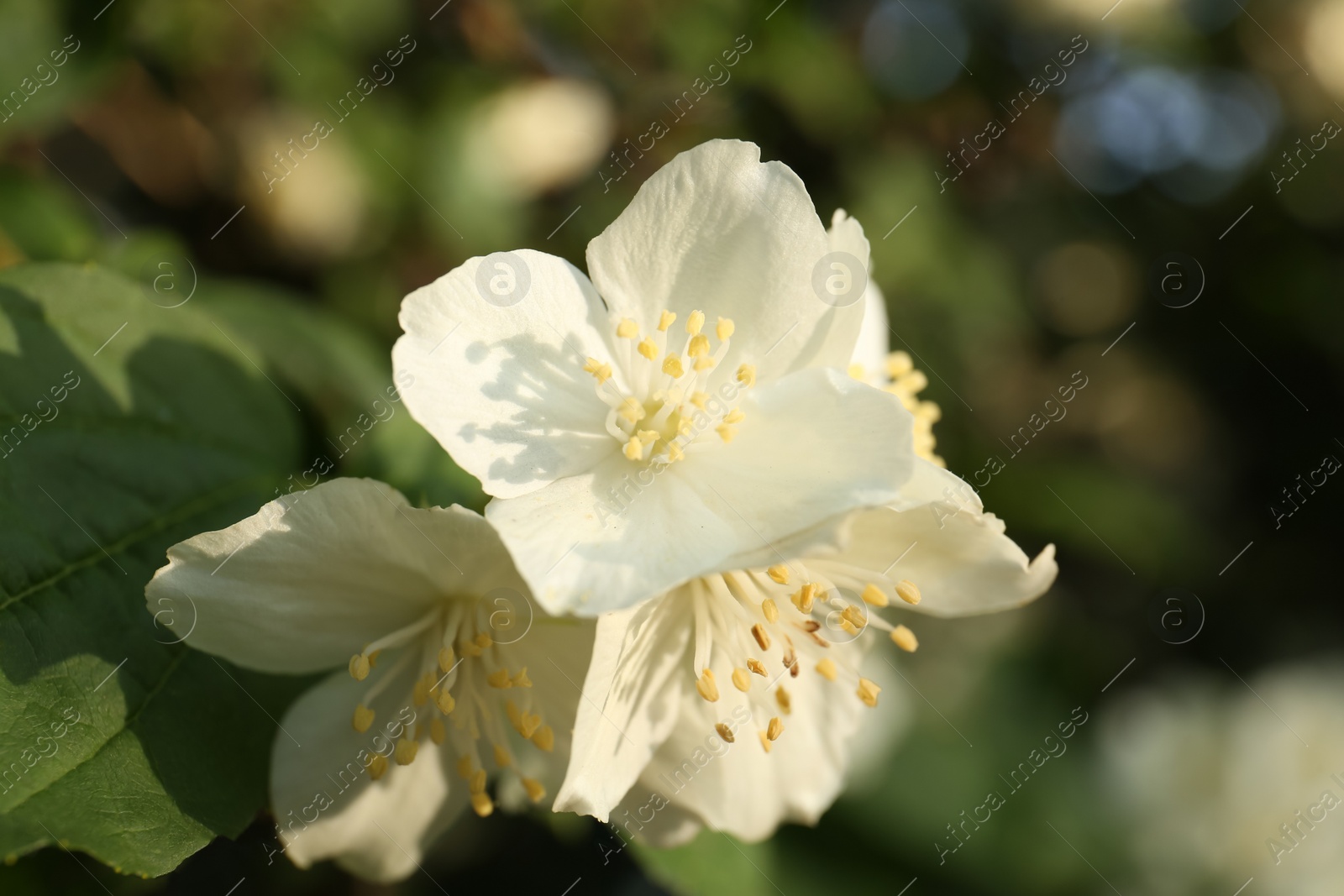 Photo of Beautiful blooming white jasmine shrub outdoors, closeup