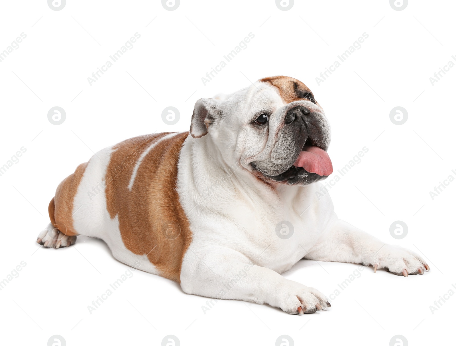 Photo of Adorable funny English bulldog on white background