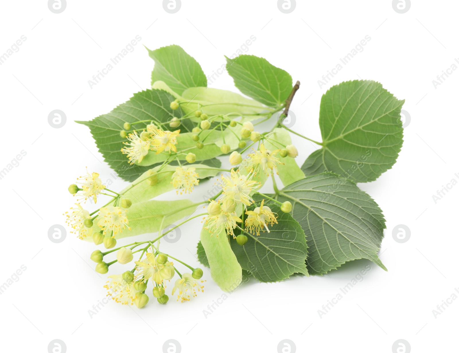 Photo of Beautiful linden tree blossom with young fresh green leaves isolated on white