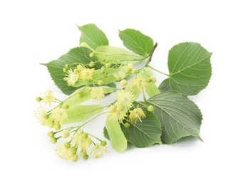 Photo of Beautiful linden tree blossom with young fresh green leaves isolated on white