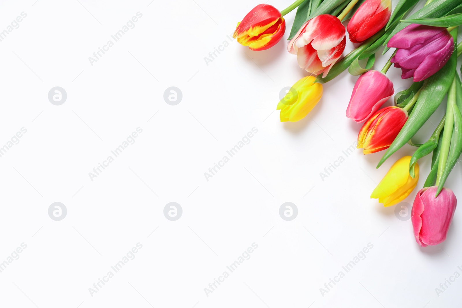 Photo of Beautiful spring tulips on white background, top view