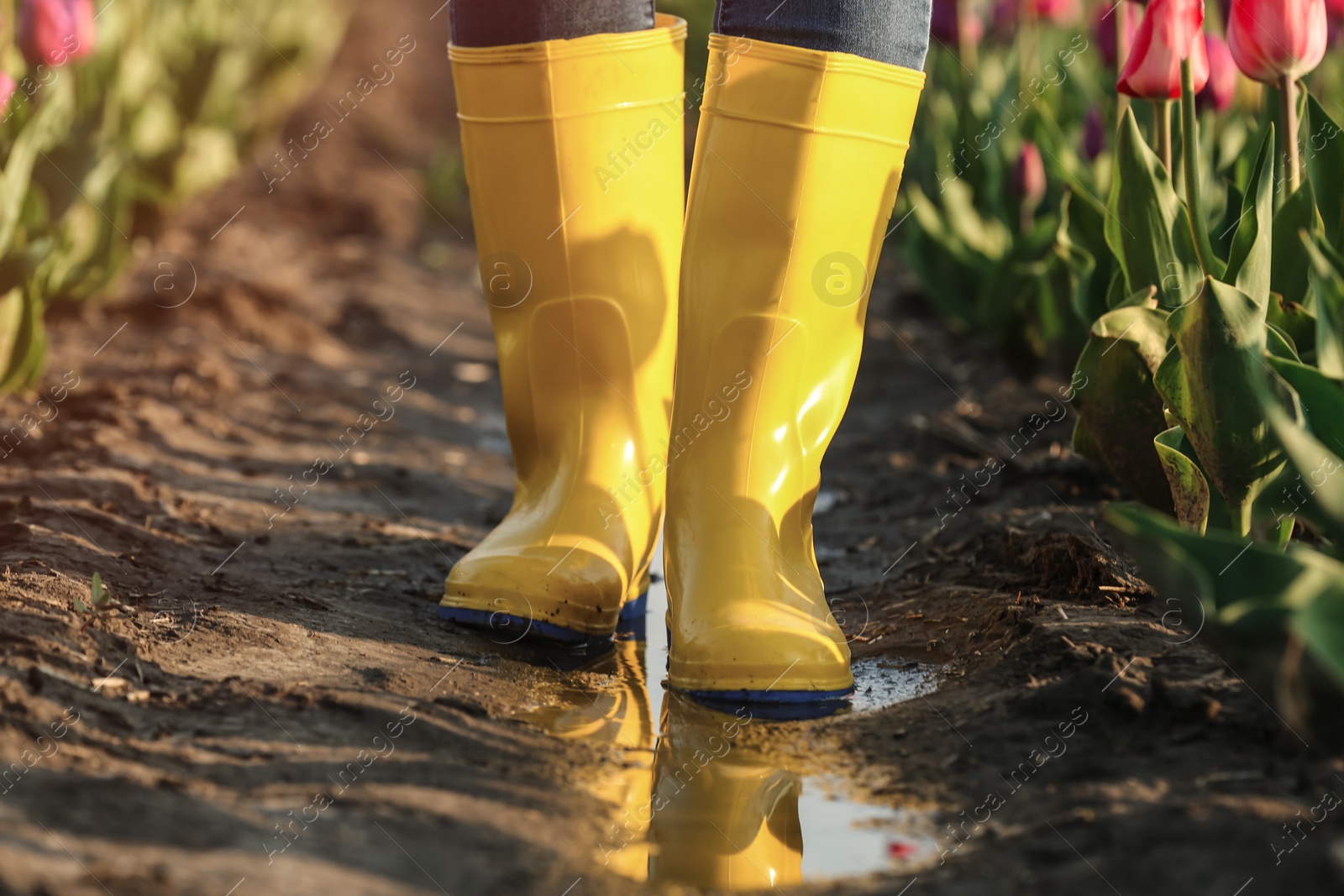 Photo of Woman in rubber boots walking across field with beautiful tulips after rain, closeup