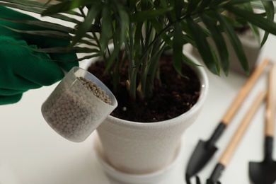 Person pouring granular fertilizer into pot with house plant at table, closeup