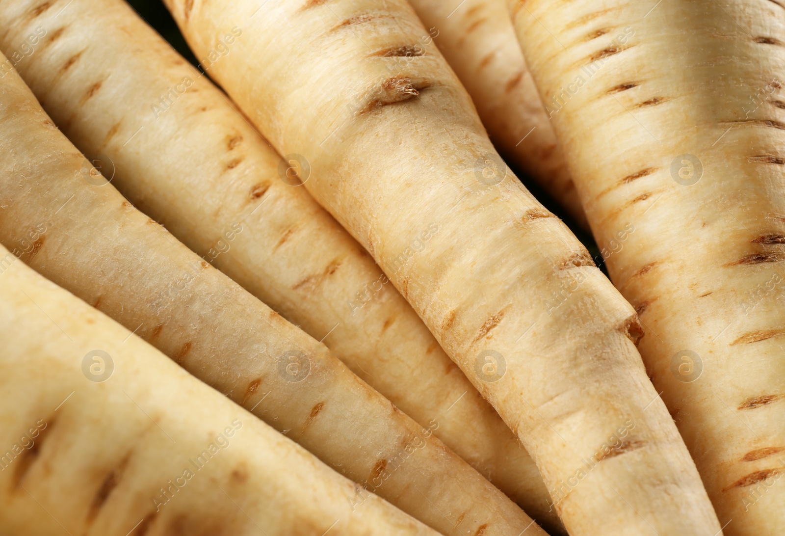 Photo of Many fresh ripe parsnips as background, closeup