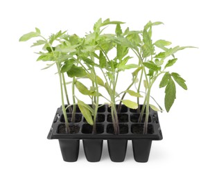 Photo of Seedlings growing in plastic container with soil isolated on white. Gardening season