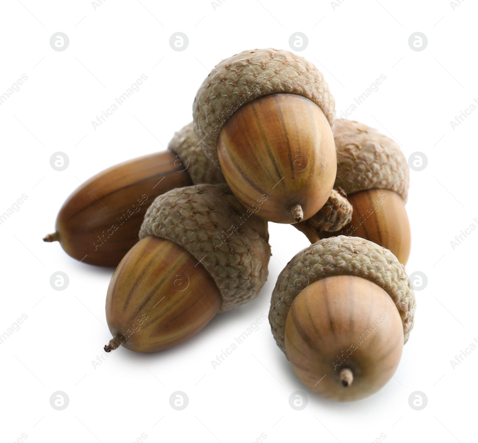 Photo of Beautiful acorns on white background. Oak nuts