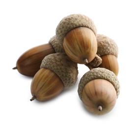 Beautiful acorns on white background. Oak nuts