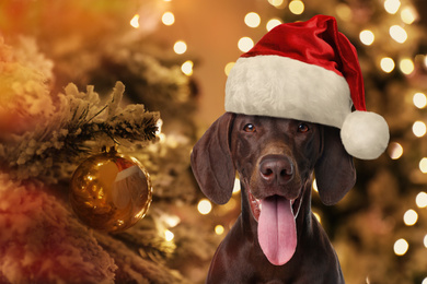 Image of Cute German Shorthaired Pointer dog with Santa hat near Christmas tree