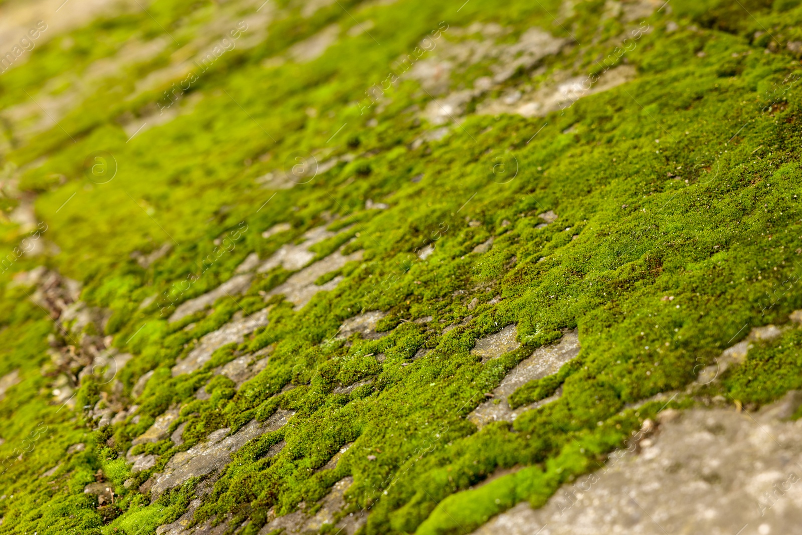 Photo of Textured surface with moss as background, closeup