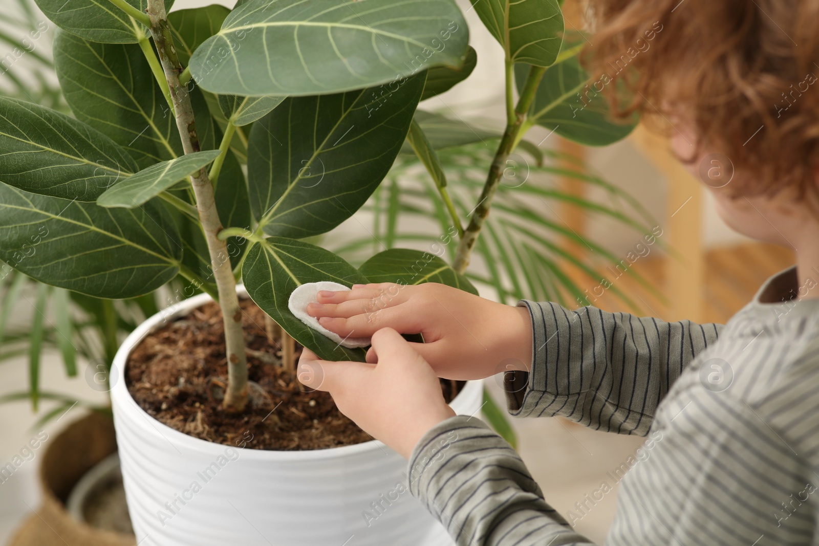 Photo of Little boy wiping houseplant's leaves with cotton pad at home, closeup