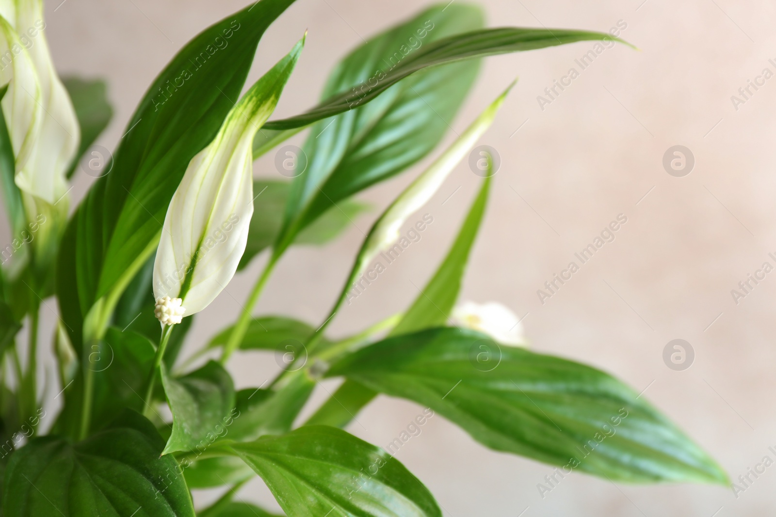 Photo of Flowers and leaves of peace lily on color background, closeup. Space for text