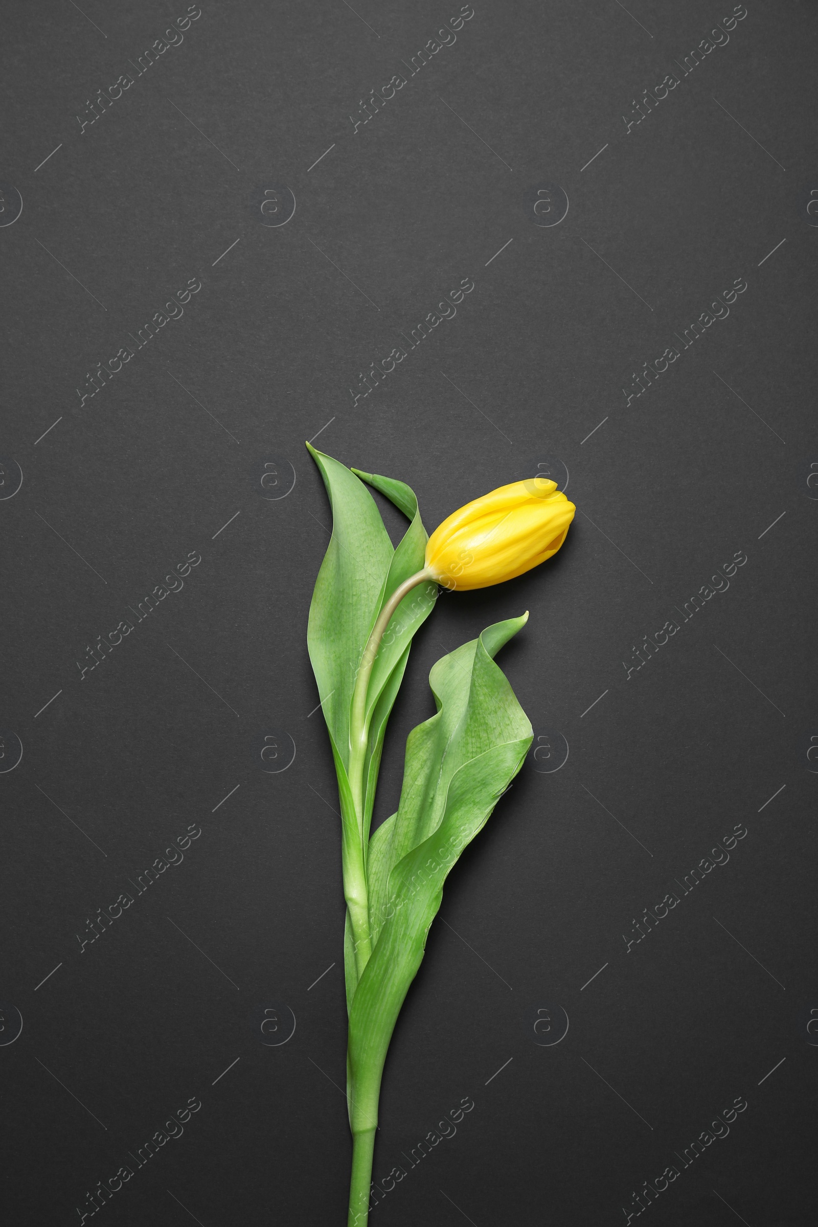 Photo of Yellow tulip on dark background