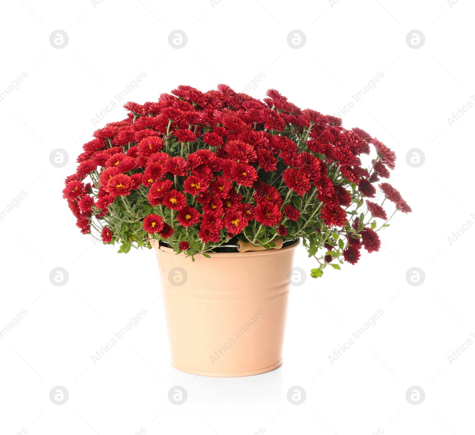 Photo of Pot with beautiful colorful chrysanthemum flowers on white background