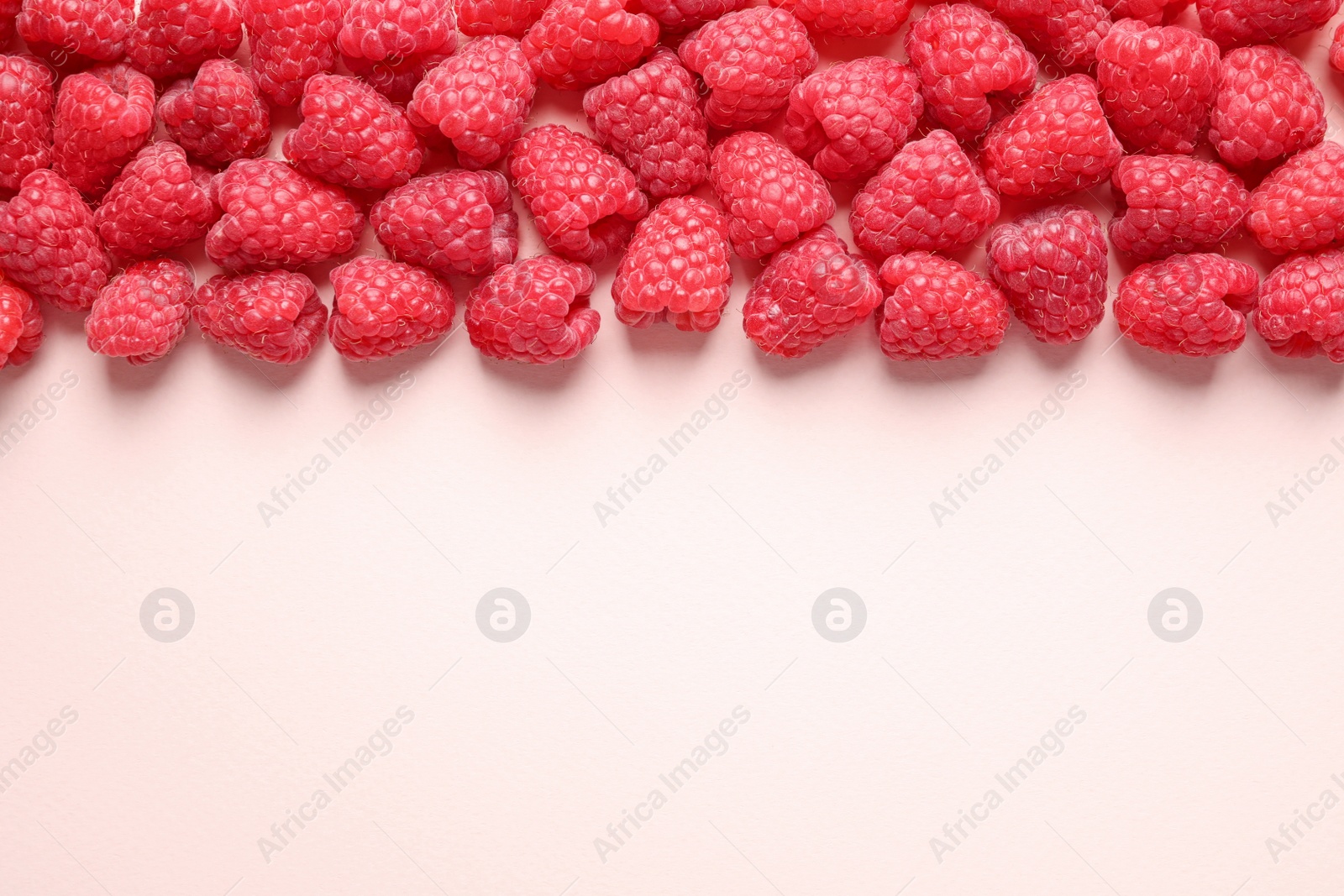 Photo of Fresh sweet ripe raspberries on pink background, flat lay. Space for text