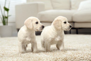 Photo of Cute little puppies on beige carpet indoors