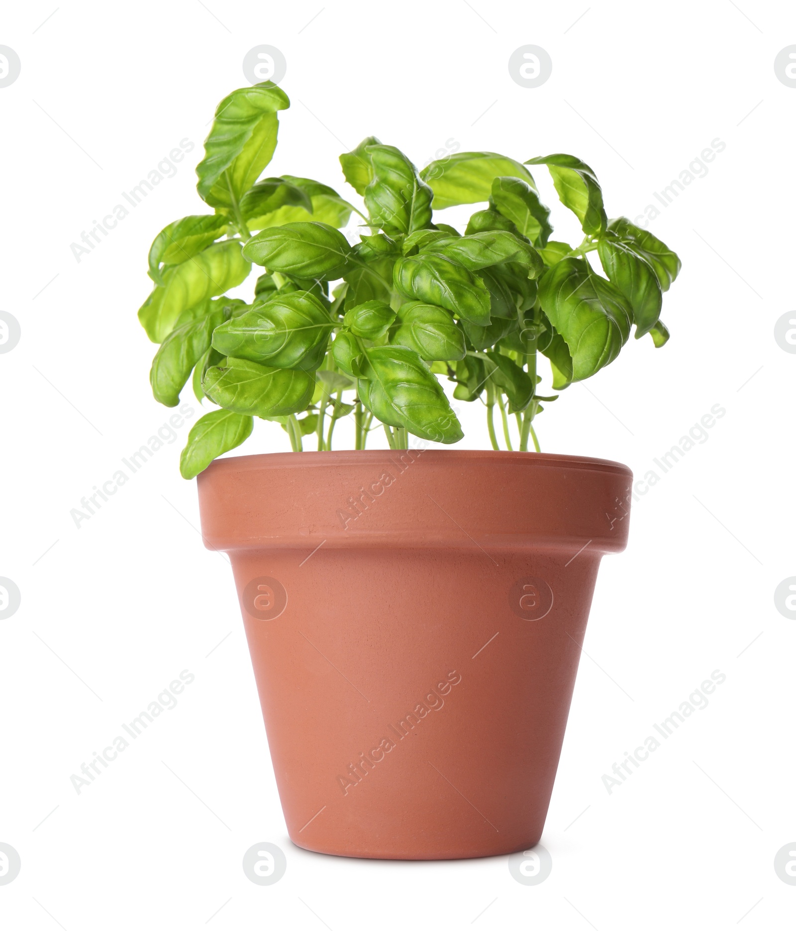 Image of Green basil in clay pot isolated on white