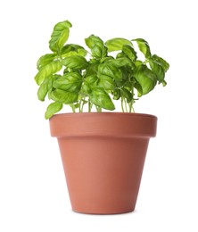 Green basil in clay pot isolated on white