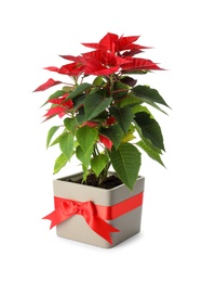 Photo of Beautiful poinsettia (traditional Christmas flower) in pot on white background