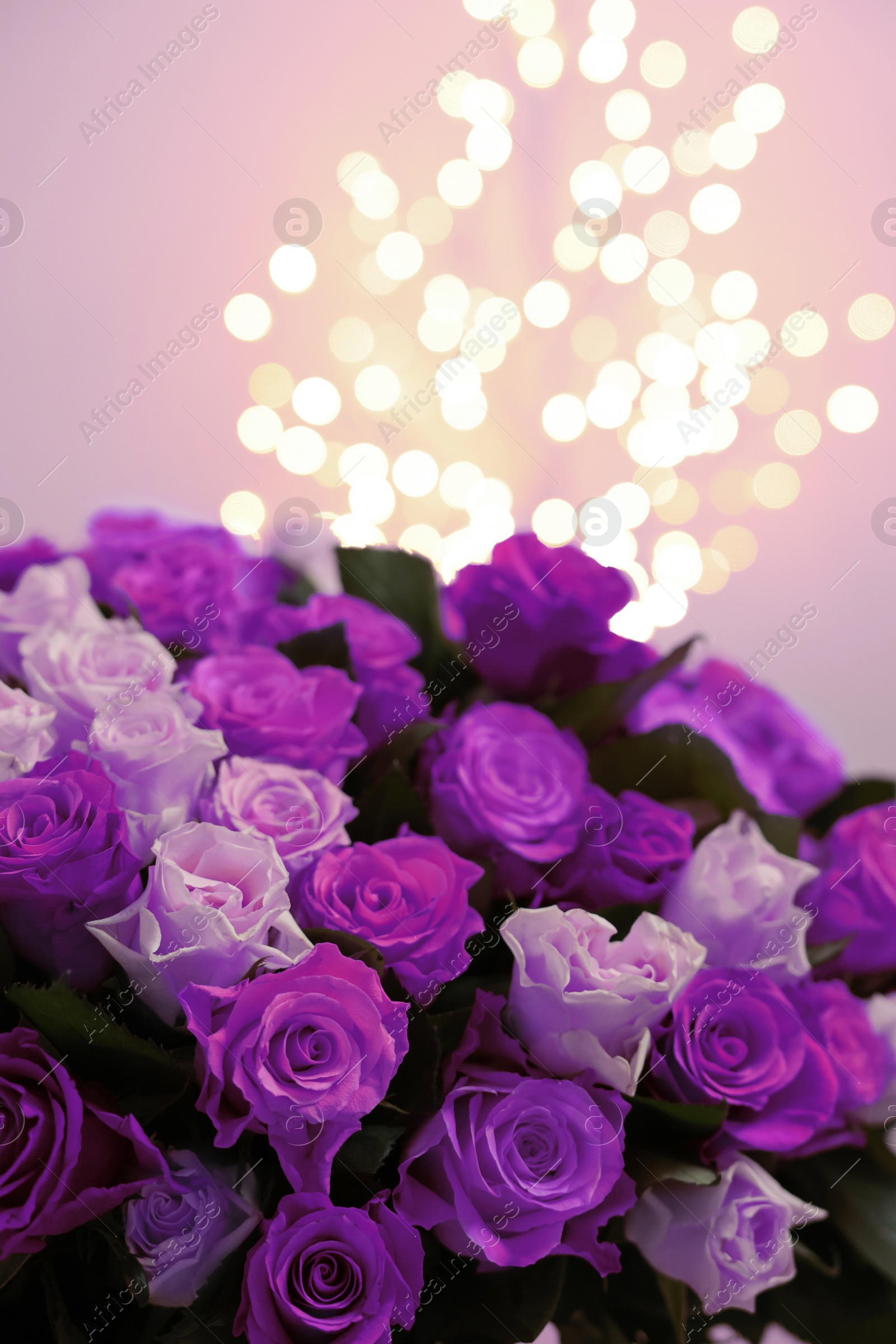 Image of Bouquet of violet roses against blurred background, closeup. Funeral attributes