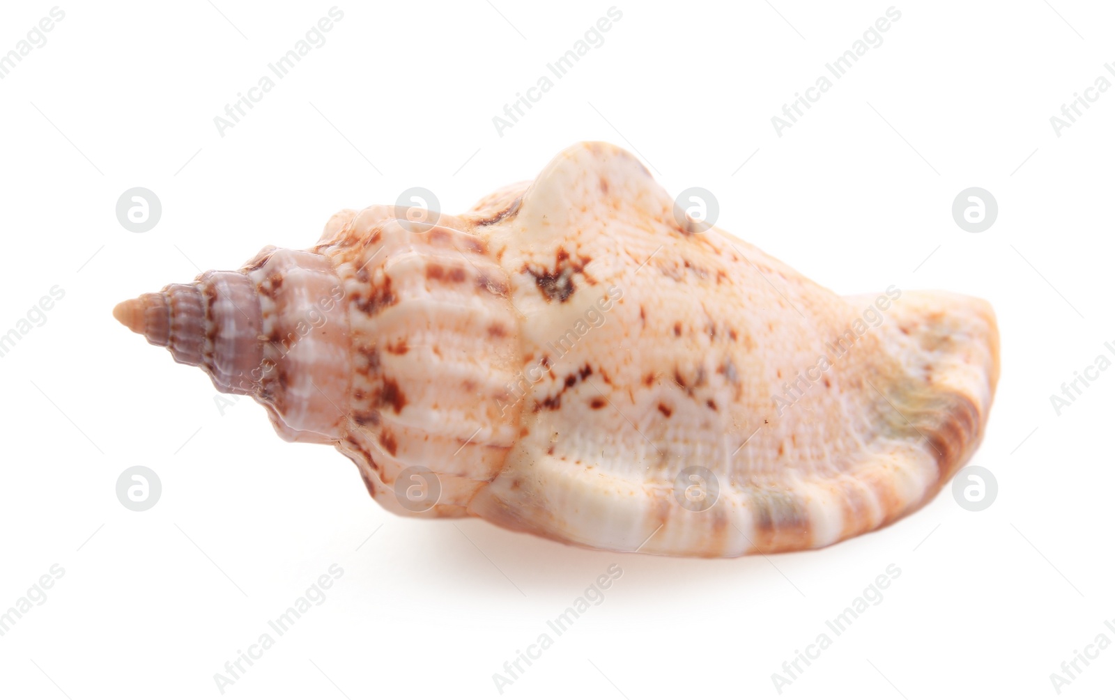 Photo of Beautiful seashell isolated on white. Beach object